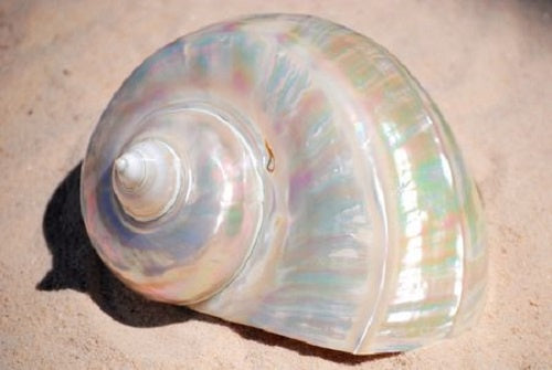 Pearlised Turbo