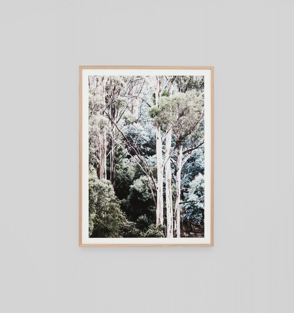 Eucalyptus Canopy