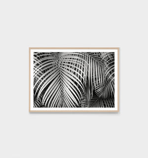 Black And White Palms Framed Print Home On Darley Mona Vale