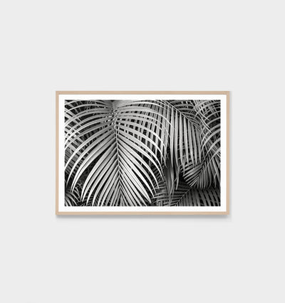 Black And White Palms Framed Print Home On Darley Mona Vale