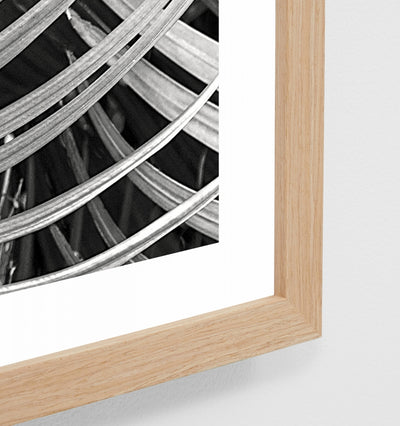 Black And White Palms Framed Print Home On Darley Mona Vale