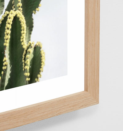 Cactus Resort Framed Print Home On Darley Mona Vale