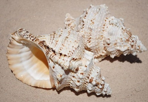 Bursa Bobo Shell