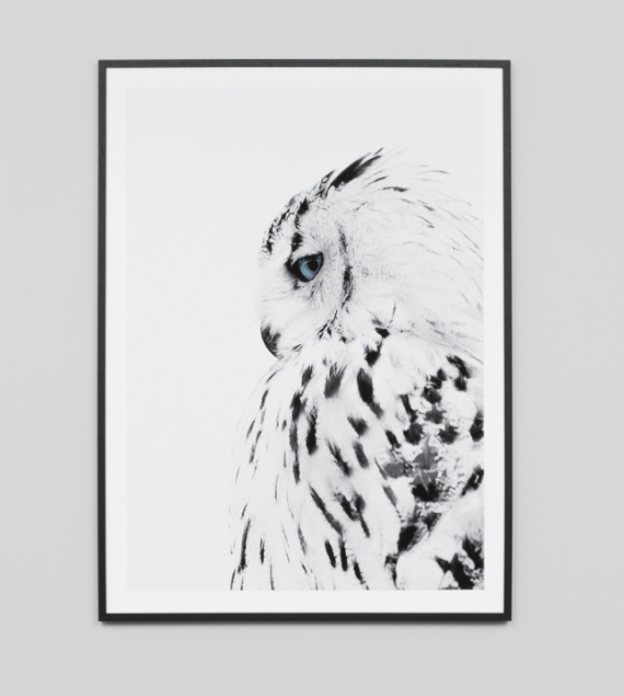 White Owl Print - 100cm x 135cm
