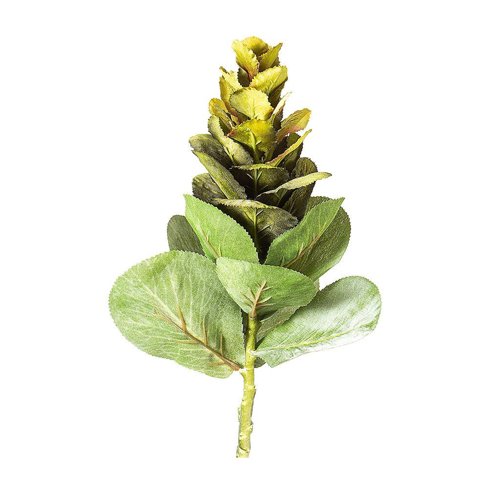 Cabbage Wild Spray Green